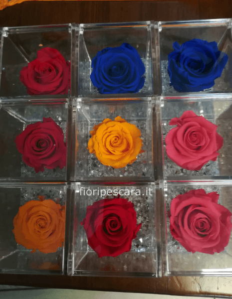 Rosa stabilizzata vari colori