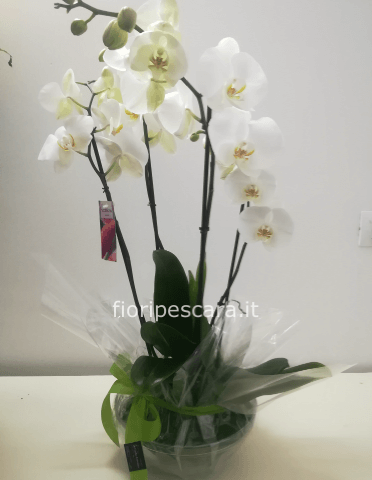 Pianta orchidea phaleonopsis 4 steli con vaso in vetro 